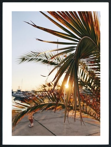 Posterworld - Motiv Palme - 50x70 cm