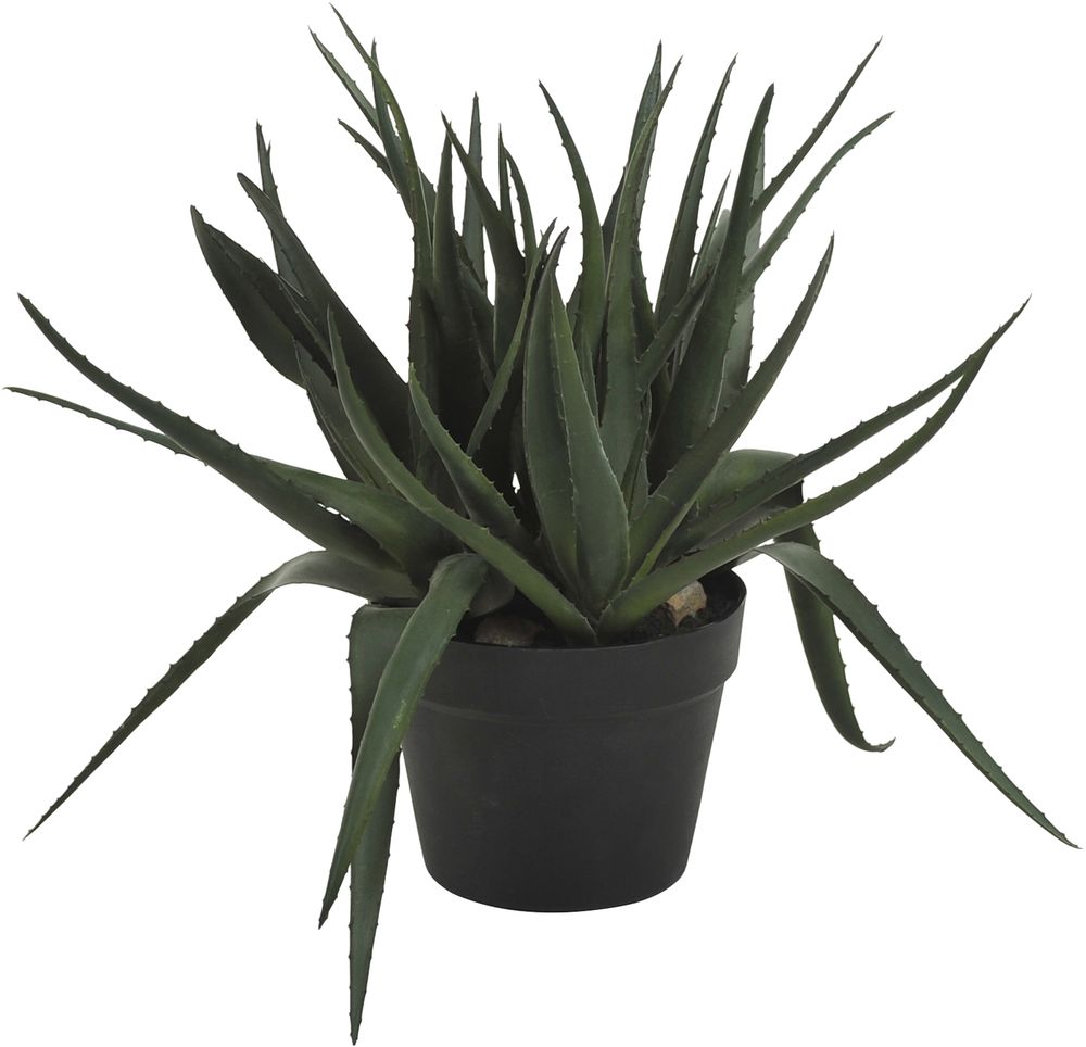 Sunday aloveraplante 42 cm - Svart