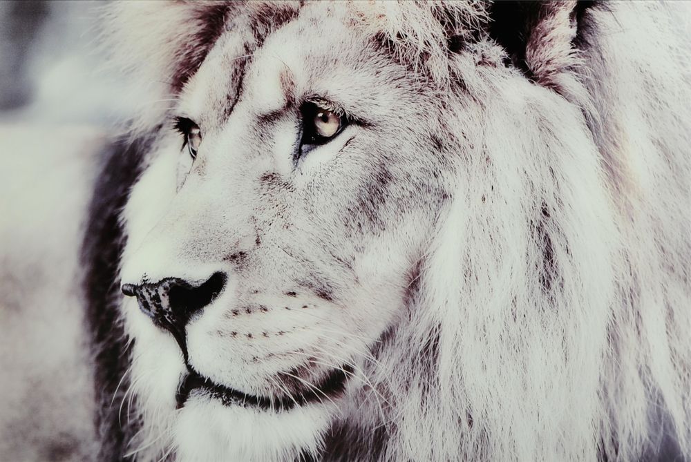 Glassbilde Lion - Glass Glassbilde Lion - Glass