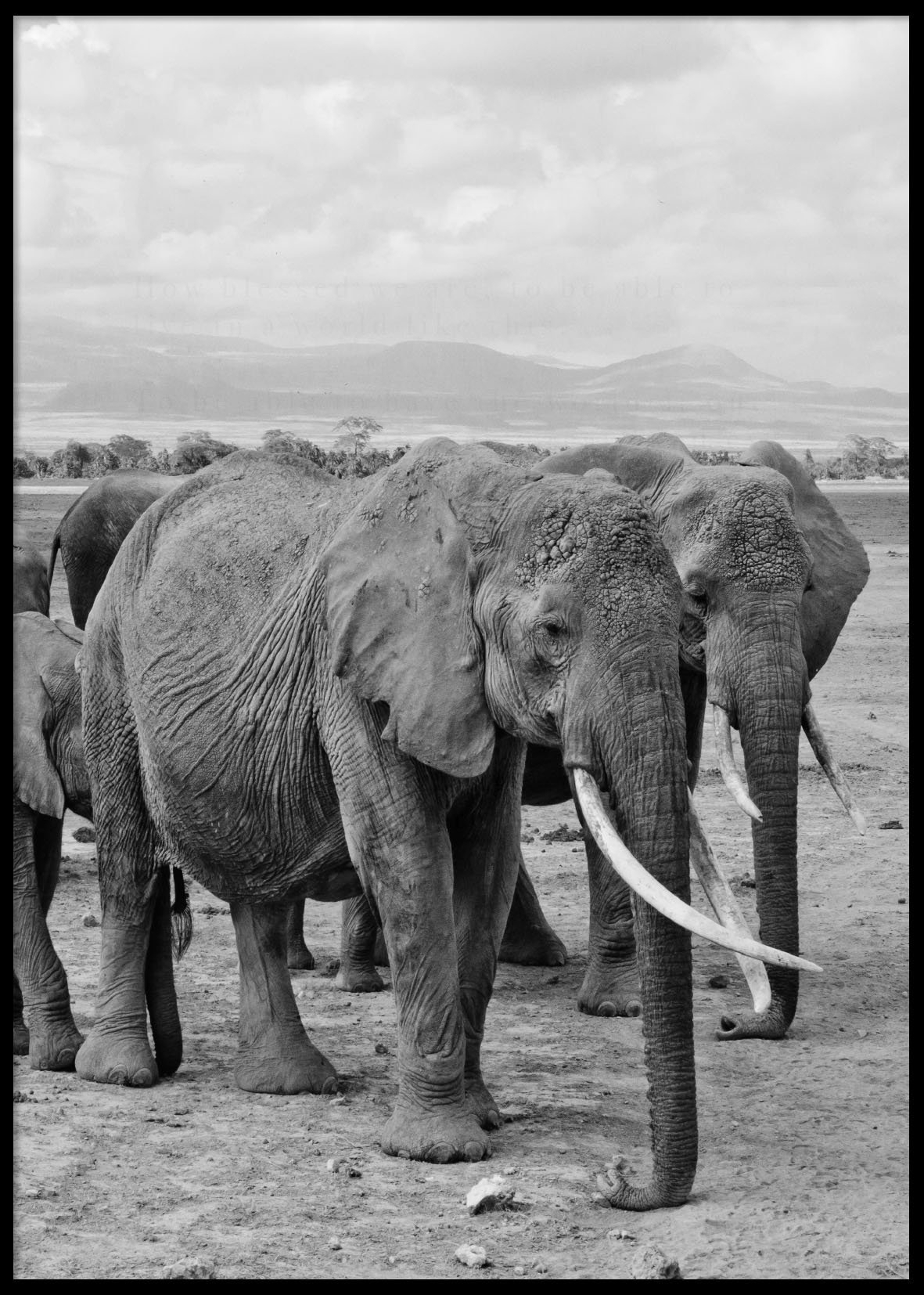 ELEPHANTS - Plakat 50x70 cm ELEPHANTS - Plakat 50x70 cm