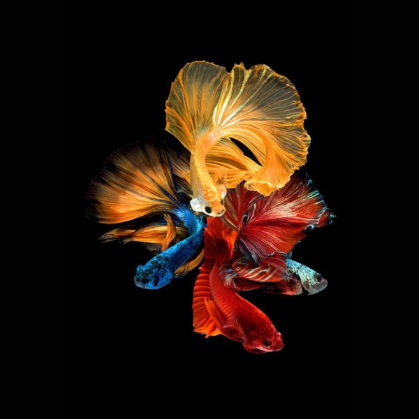 Glassbilde Fishes nr 2 - 80x80 cm