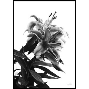 BLACK AND WHITE FLOWER - Plakat 50x70 cm