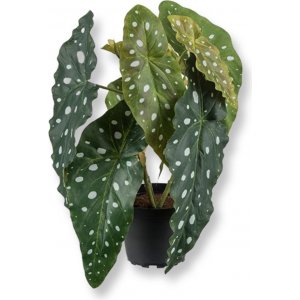 Forell begonia kunstig plante