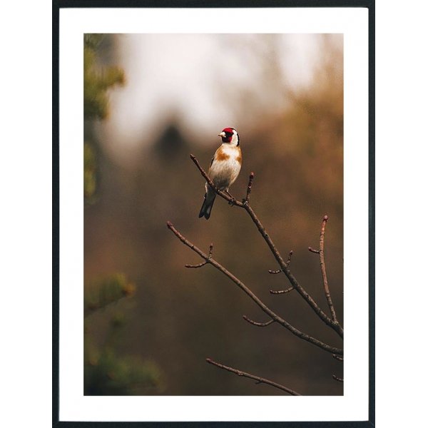 Posterworld 50x70 cm - Motiv Fugl