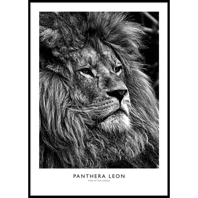 LION PORTRAIT B&W POSTER - Plakat 50x70 cm