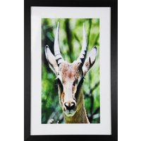 Maleri med ramme (Antilope) - 40x60 cm Maleri med ramme (Antilope) - 40x60 cm
