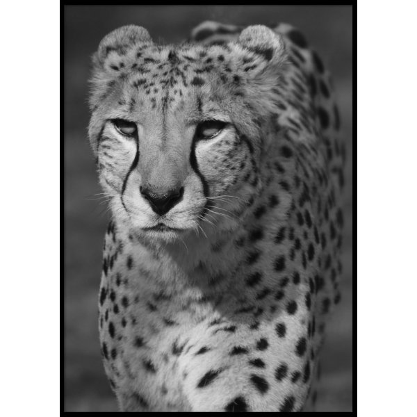 GEOPARD - Plakat 50x70 cm