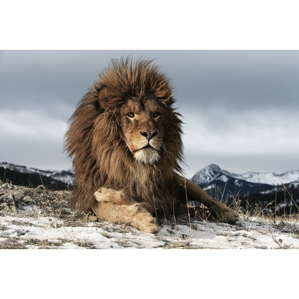 Glassbilde Lion - 120x80 cm