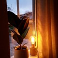 Kundebilde Hunge bordlampe - Messing/Betong
