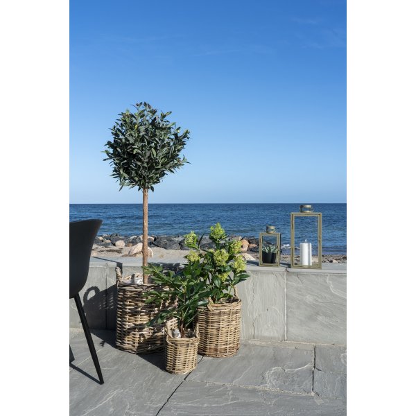 Fikentre kunstig plante - Grønn Fikentre kunstig plante - Grønn