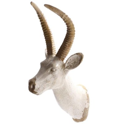 Veggdekorasjon antilope horn