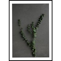 EUCALYPTUS - Plakat 50x70 cm EUCALYPTUS - Plakat 50x70 cm