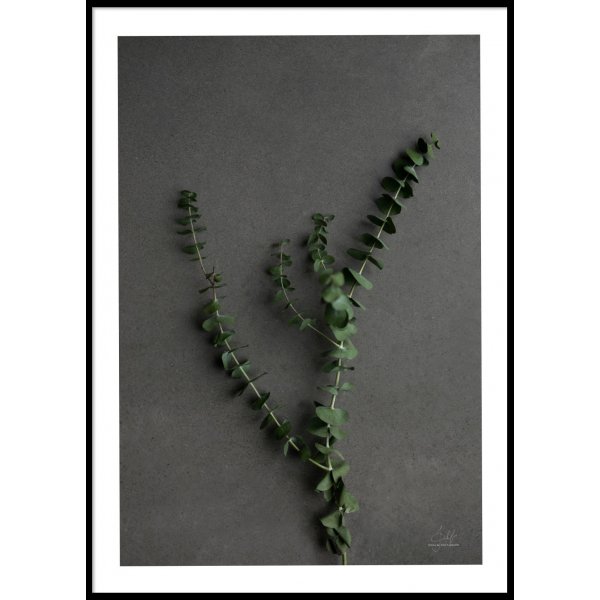 EUCALYPTUS - Plakat 50x70 cm