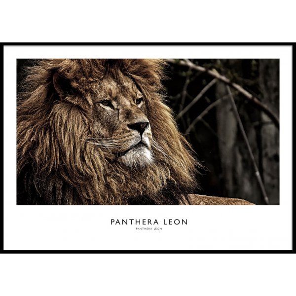LION PORTRAIT - Plakat 50x70 cm