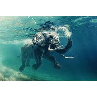 Glassbilde Elephant - 120x80 cm