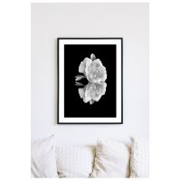 Posterworld 70x100 cm - Motiv Hvit Rose Posterworld 70x100 cm - Motiv Hvit Rose