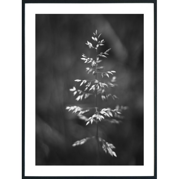 Posterworld 70x100 cm - Motiv Gress