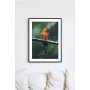 Posterworld - Motiv Papegye - 70x100 cm