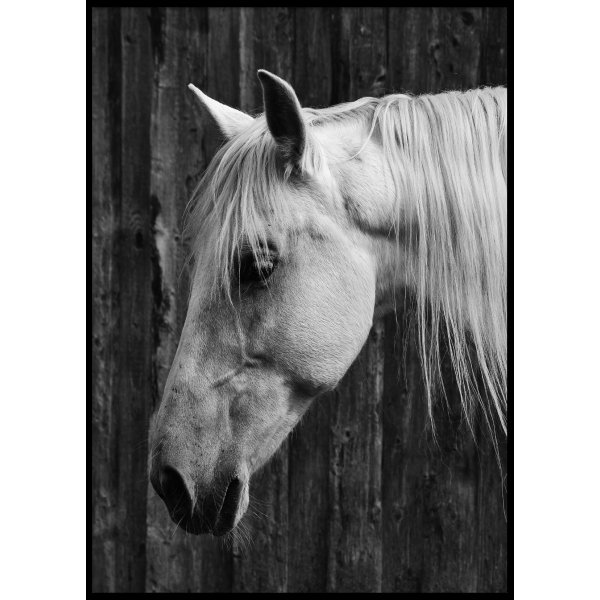 HORSE - Plakat 50x70 cm