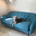 Kundebilde Boggie 3-seters sofa - Alle farger og stoff