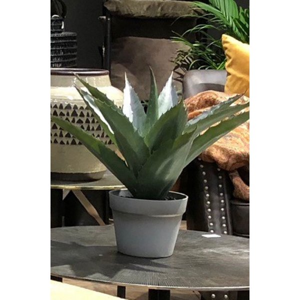 Sunday aloveraplante - Grå Sunday aloveraplante - Grå