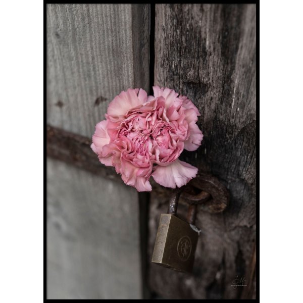 PINK FLOWER CLOSE UP - Plakat 50x70 cm