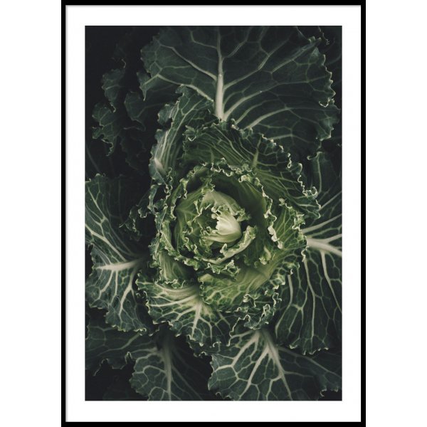 LETTUCE - Plakat 50x70 cm
