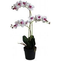 Kunstig plante - Orkidé 3-stilket H64 cm - Hvit/ Rosa Kunstig plante - Orkidé 3-stilket H64 cm - Hvit/ Rosa