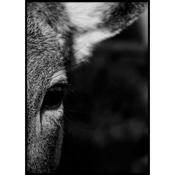 DEER CLOSE UP - Plakat 50x70 cm