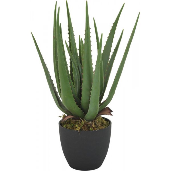 Ovidia plante