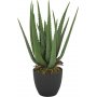Ovidia plante