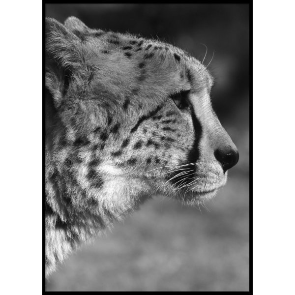 GEOPARD PROFILE - Plakat 50x70 cm
