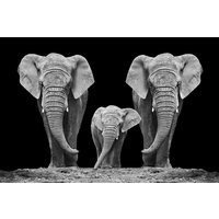Glassbilde Elephant family - 120x80 cm Glassbilde Elephant family - 120x80 cm