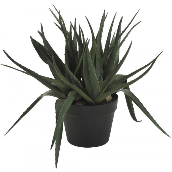 Sunday aloveraplante 42 cm - Svart