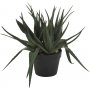 Sunday aloveraplante 42 cm - Svart